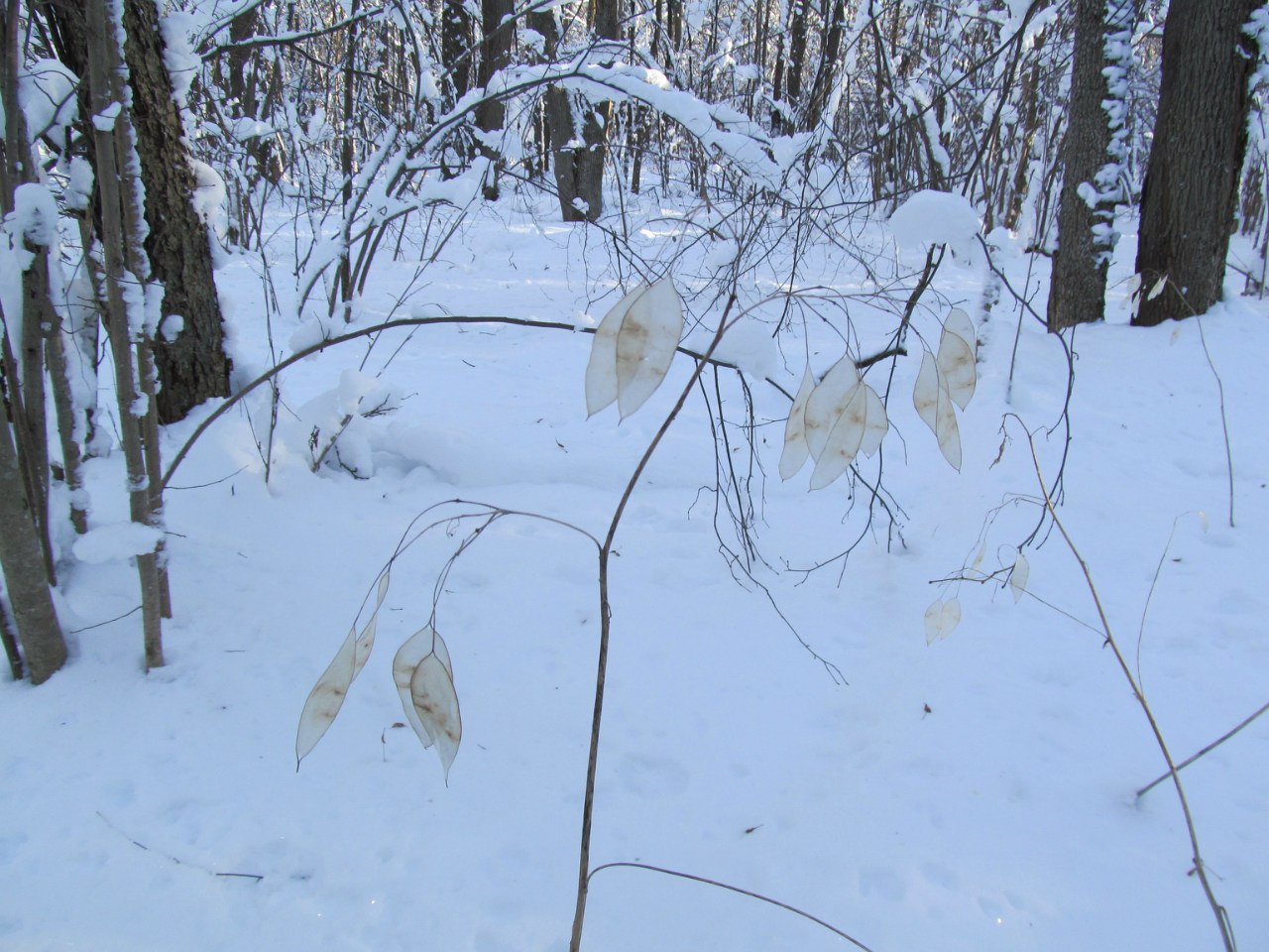 Изображение особи Lunaria rediviva.