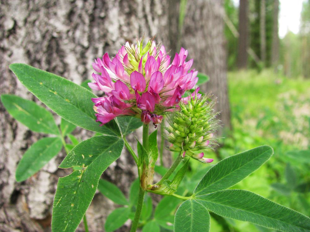 Image of Trifolium medium specimen.