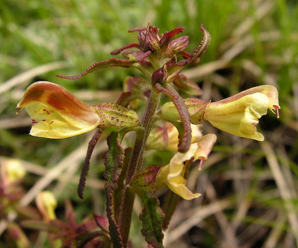 Изображение особи Pedicularis labradorica.