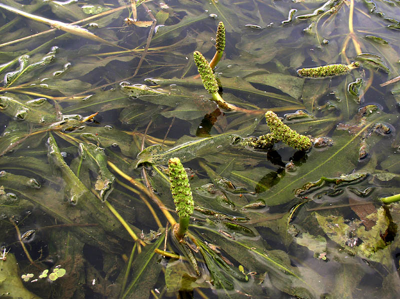 Image of Potamogeton lucens specimen.