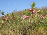 Amygdalus nana