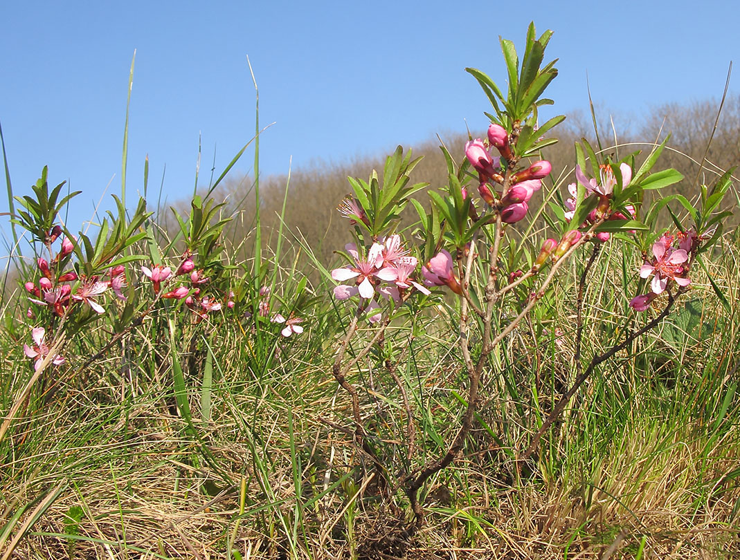 Изображение особи Amygdalus nana.