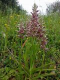 Anacamptis подвид fragrans