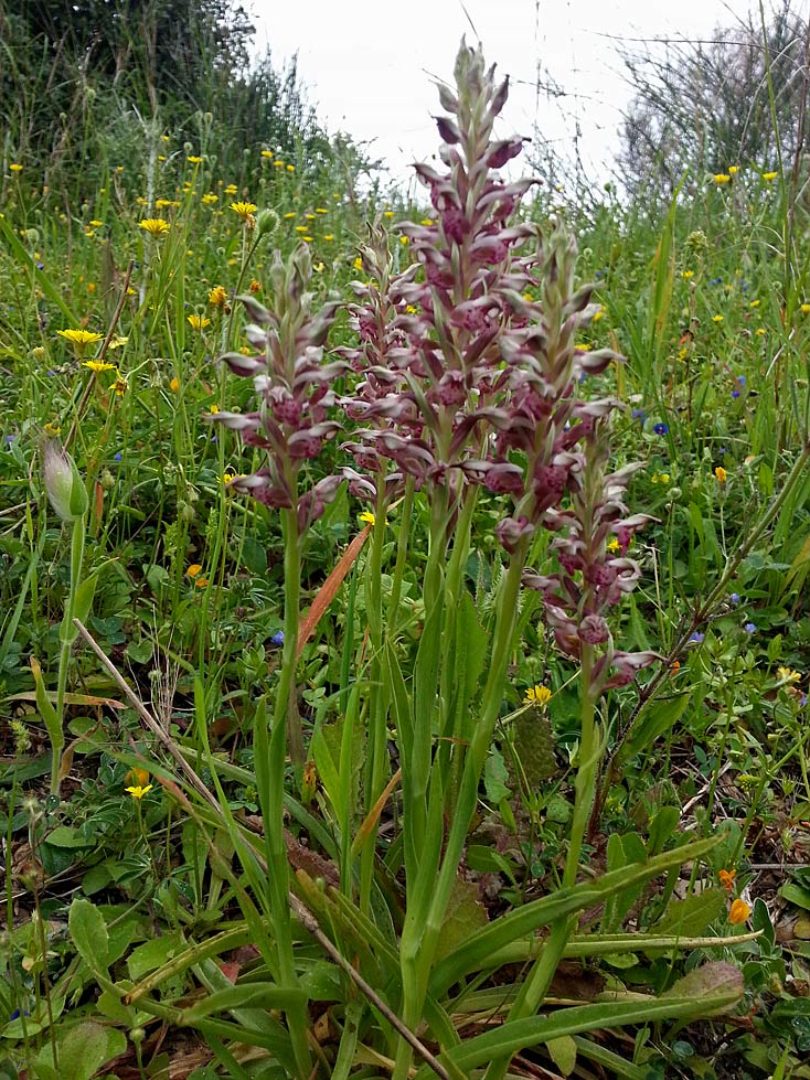 Изображение особи Anacamptis coriophora ssp. fragrans.