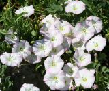 Convolvulus arvensis