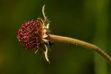 Image of taxon representative. Author is Раду Страту