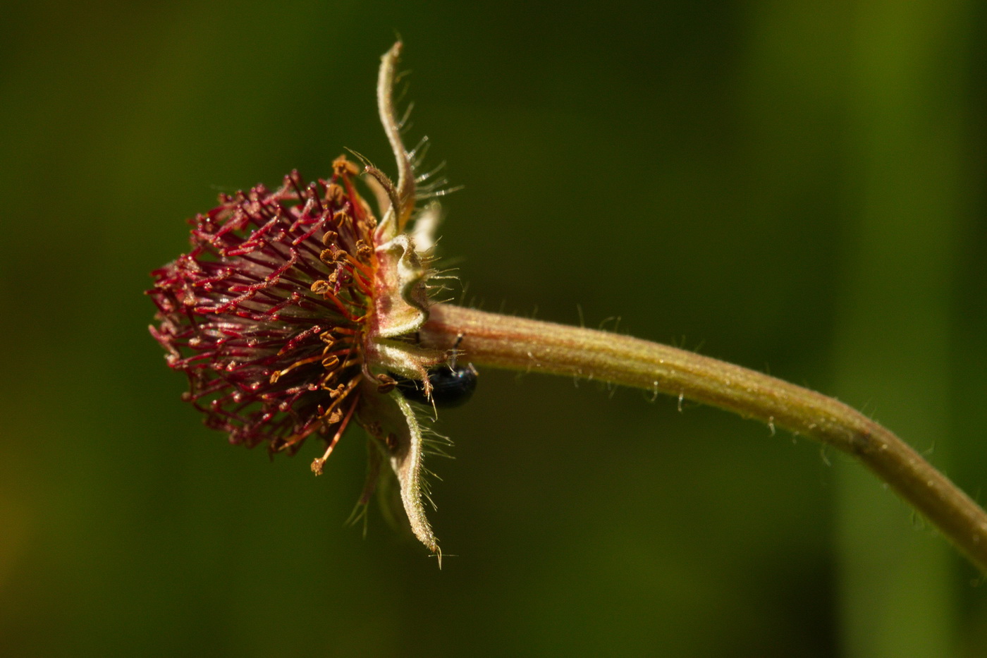 Изображение особи Geum urbanum.