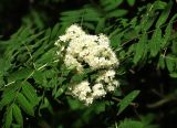 Sorbus aucuparia