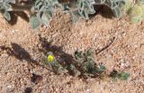 Medicago littoralis