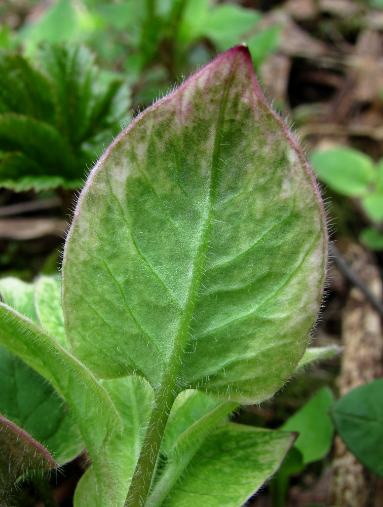 Изображение особи Stellaria nemorum.