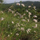 genus Asperula. Верхушка цветущего растения. Краснодарский край, Абинский р-н, хр. Грузинка, склон горы Грузинка. 05.06.2014.