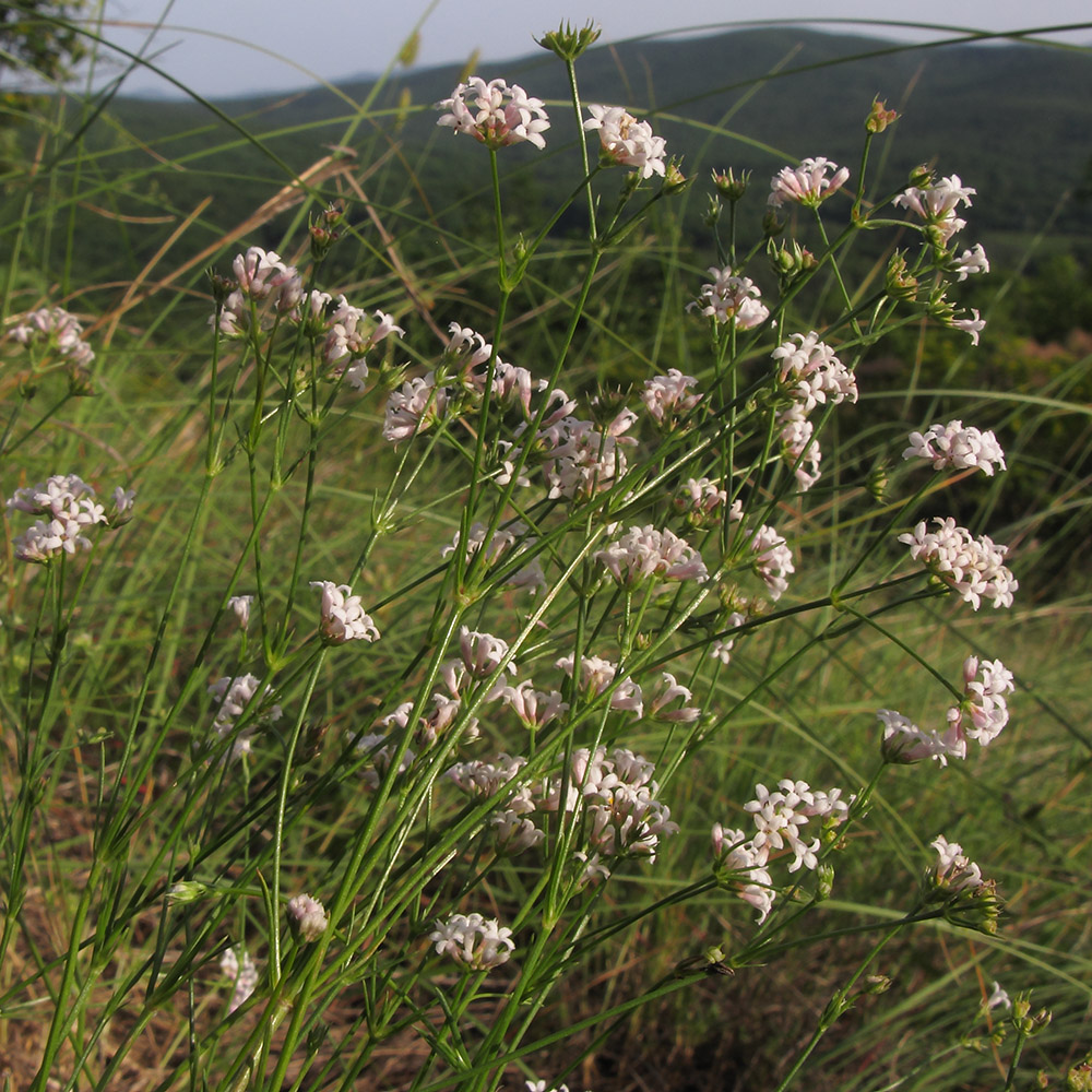 Изображение особи род Asperula.