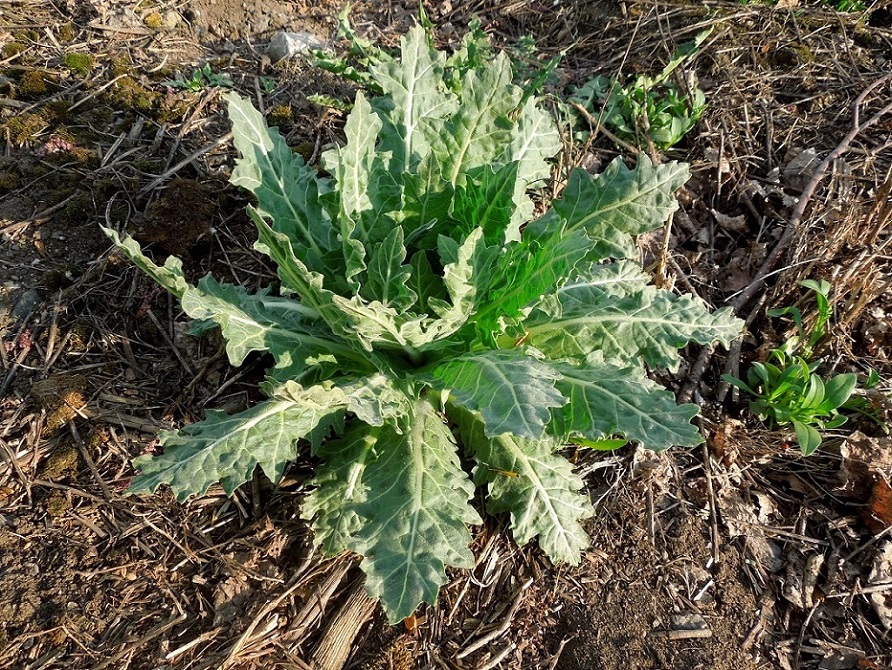 Изображение особи Hyoscyamus niger.