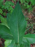 Lactuca chaixii