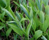 Smilacina dahurica