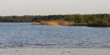 Phragmites australis. Заросли растений с сухими прошлогодними побегами на берегу реки. Вологодская область, Череповецкий район. 20.05.2014.