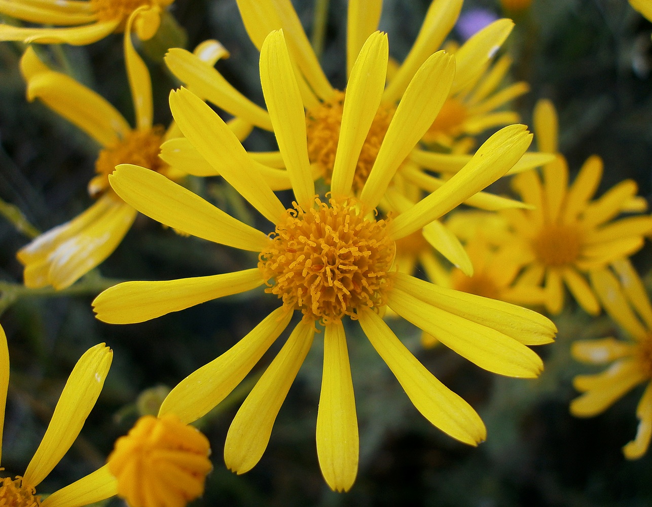 Изображение особи Senecio jacobaea.