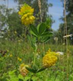 Trifolium aureum. Верхушка цветущего растения. Татарстан, Бавлинский р-н. 04.07.2014.