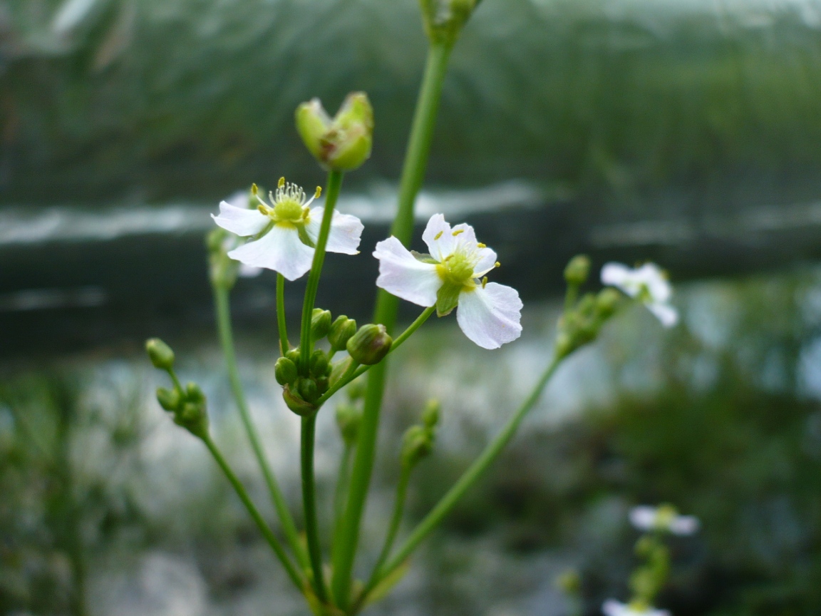 Изображение особи Alisma plantago-aquatica.