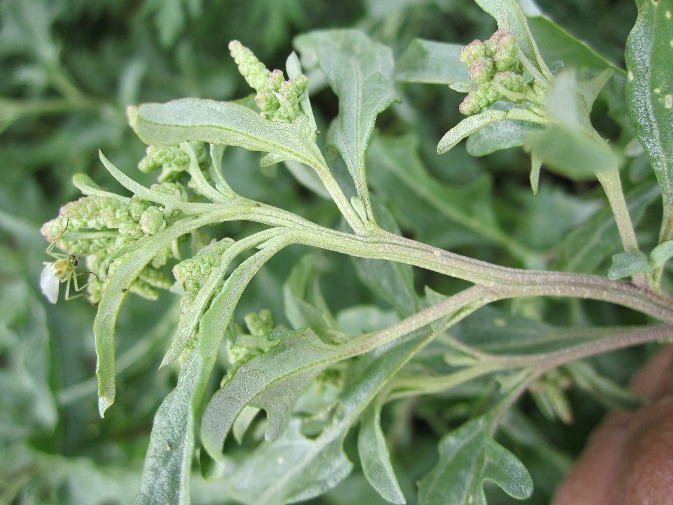 Image of Atriplex tatarica specimen.