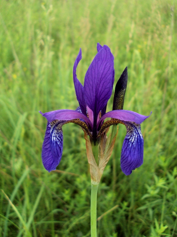 Image of Iris sibirica specimen.