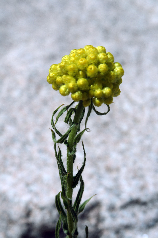 Image of Helichrysum maracandicum specimen.