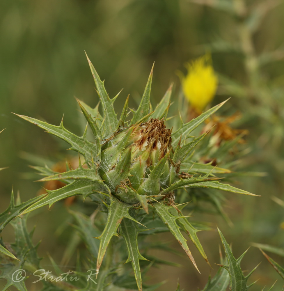 Изображение особи Carthamus lanatus.