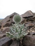 Echinops nanus. Зацветающее растение. Казахстан, Сев. Тянь-Шань, мелкосопочник на плато Сюгаты в р-не каньона Чарын. 20 иая 2011 г.