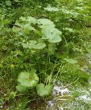 Caltha palustris