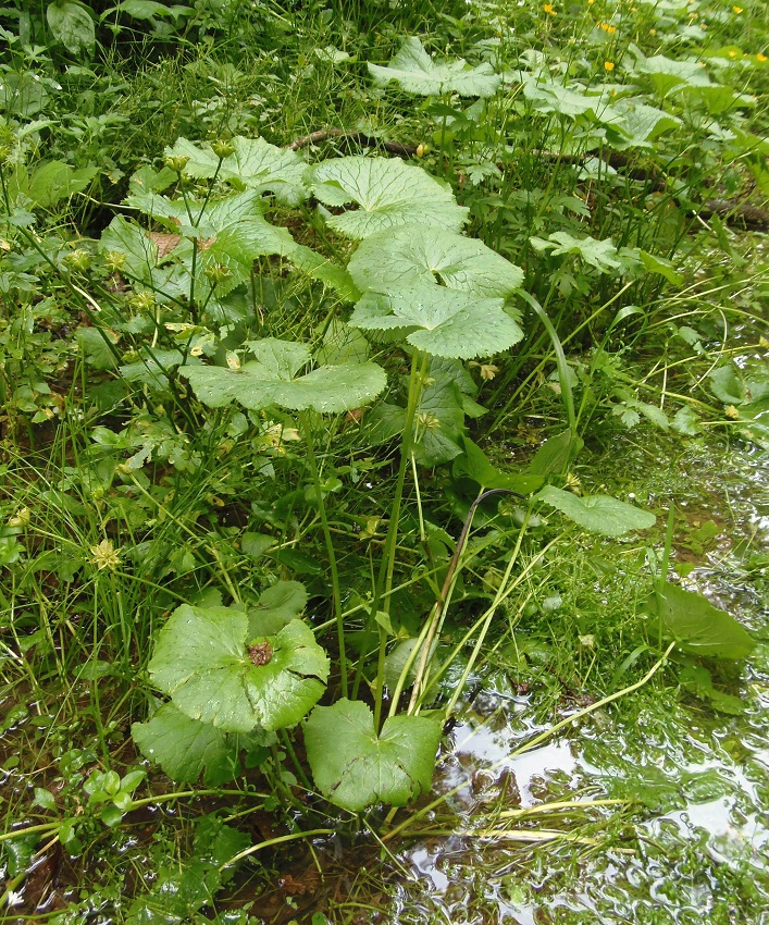 Изображение особи Caltha palustris.