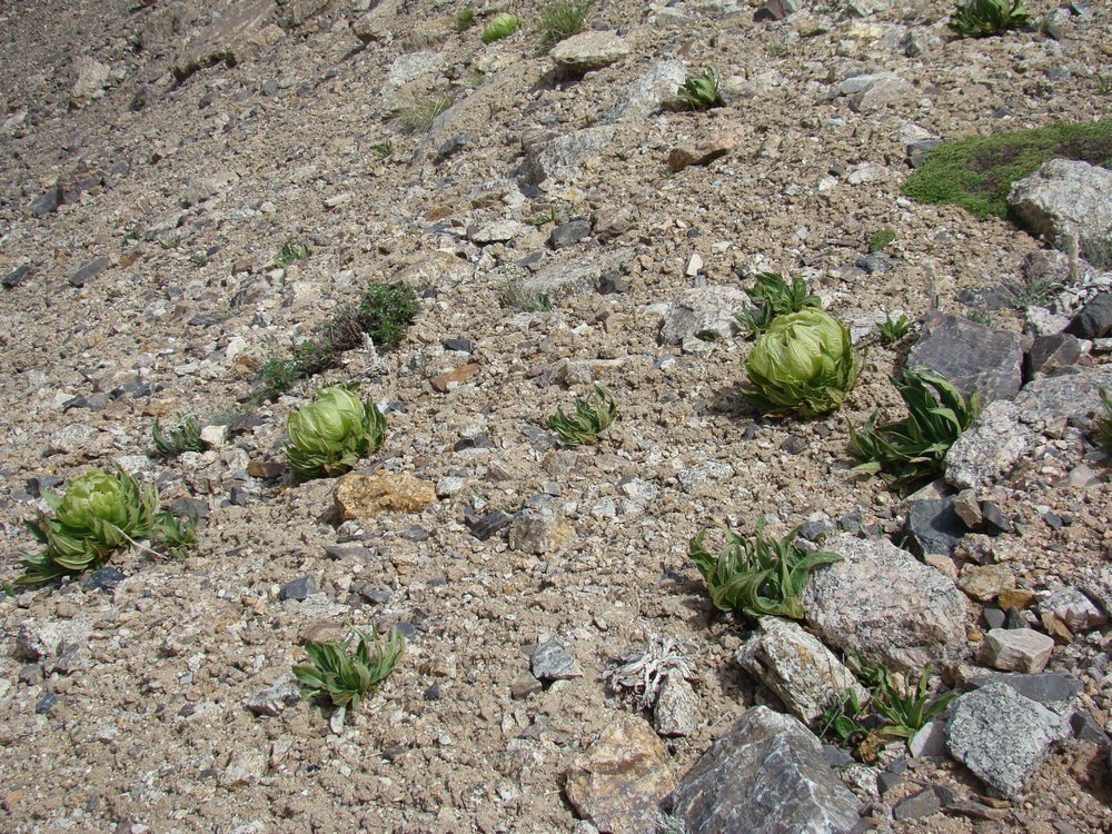 Image of Saussurea involucrata specimen.
