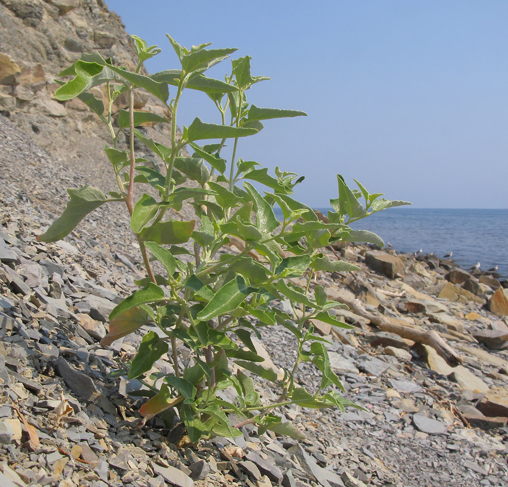 Image of Atriplex aucheri specimen.