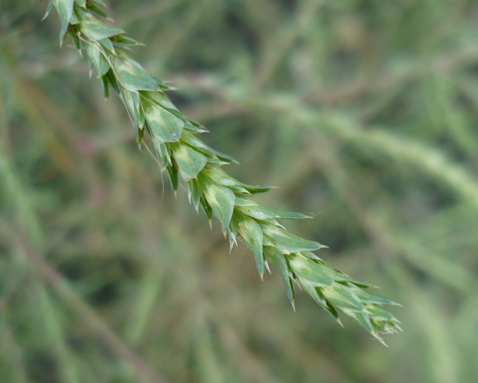 Image of Salsola collina specimen.