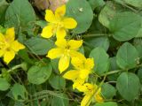 Lysimachia nummularia