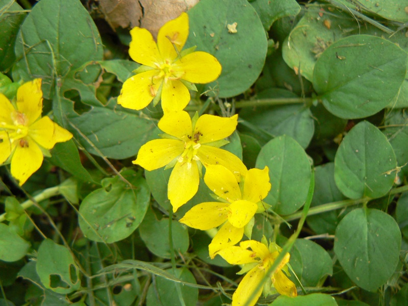 Изображение особи Lysimachia nummularia.