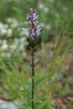 genus Nepeta. Верхушка растения с соцветием. Черногория, нац. парк Ловчен. 18.07.2014.