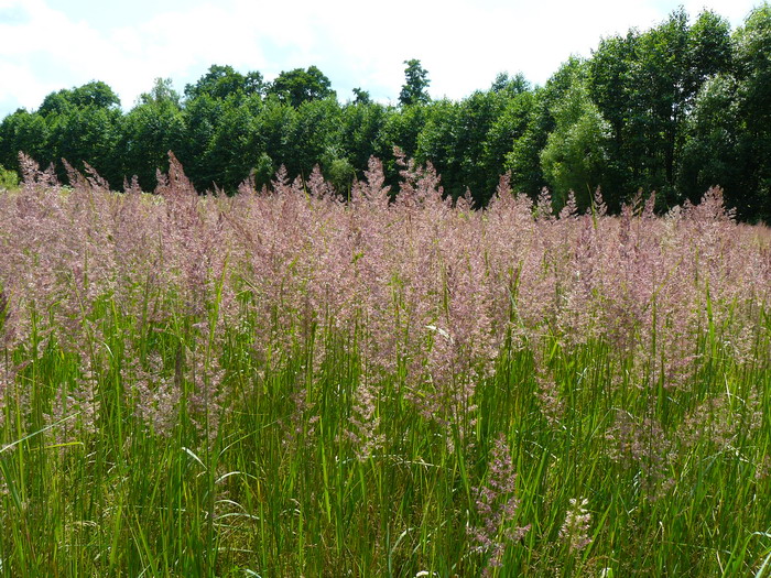 Изображение особи Calamagrostis epigeios.