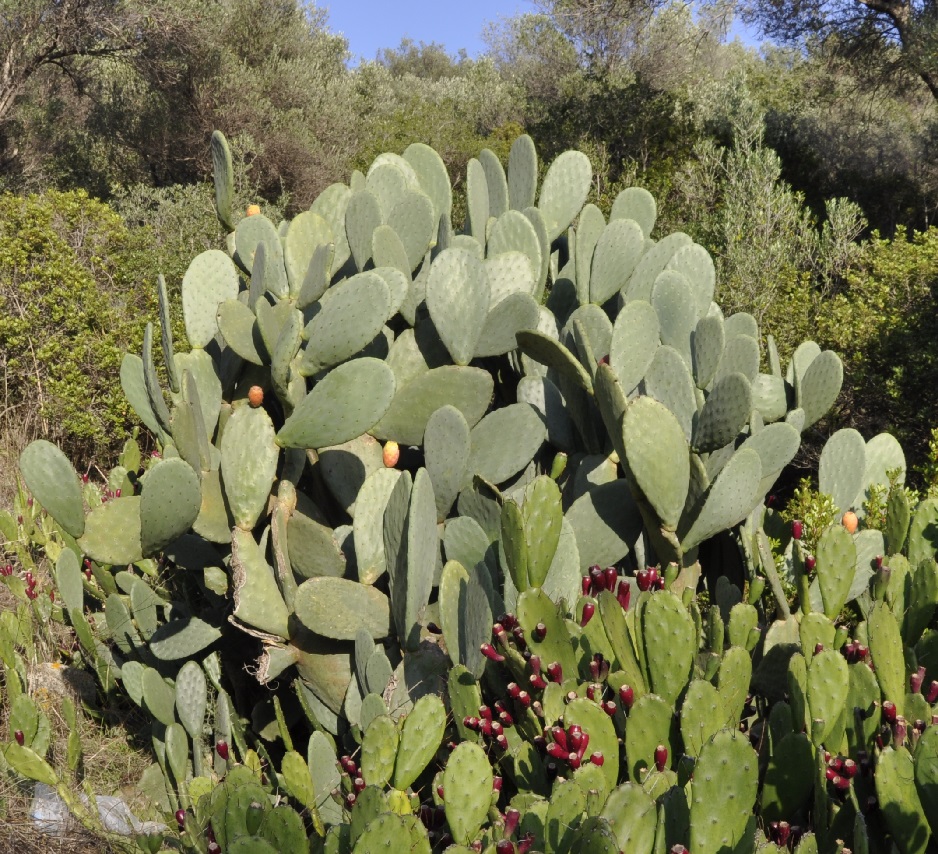 Image of Opuntia ficus-indica specimen.