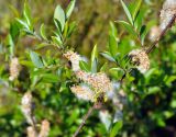 Salix phylicifolia. Часть ветви с соплодиями. Соловецкие острова, остров Большой Соловецкий. 08.07.2014.