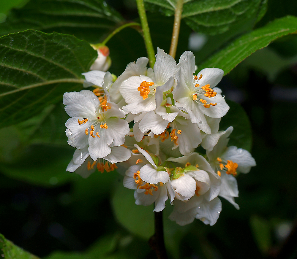 Изображение особи Actinidia kolomikta.