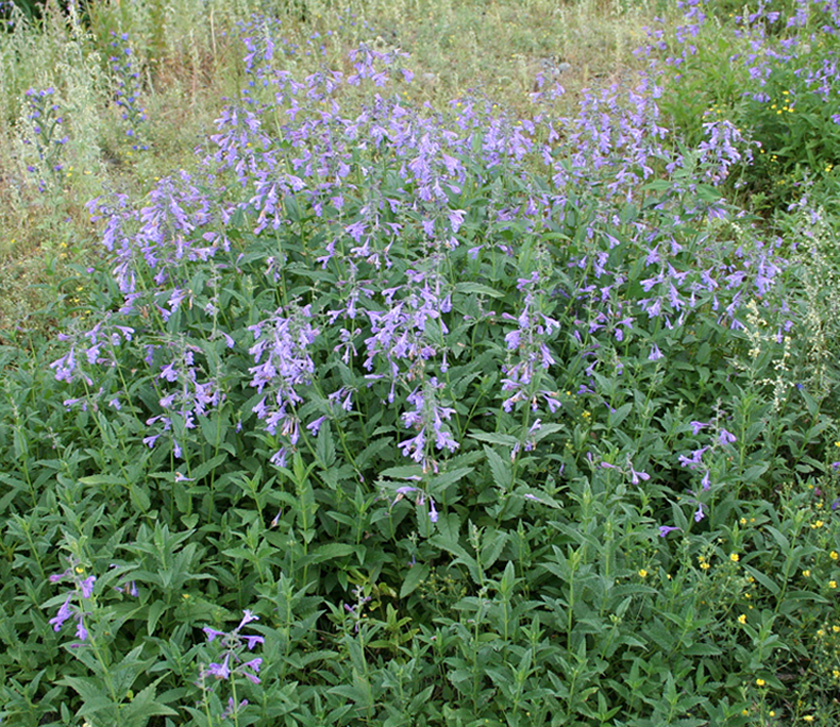 Image of Nepeta sibirica specimen.