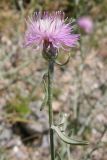 Centaurea odessana. Соцветие. Крым, Арабатская стрелка. 19 июня 2009 г.