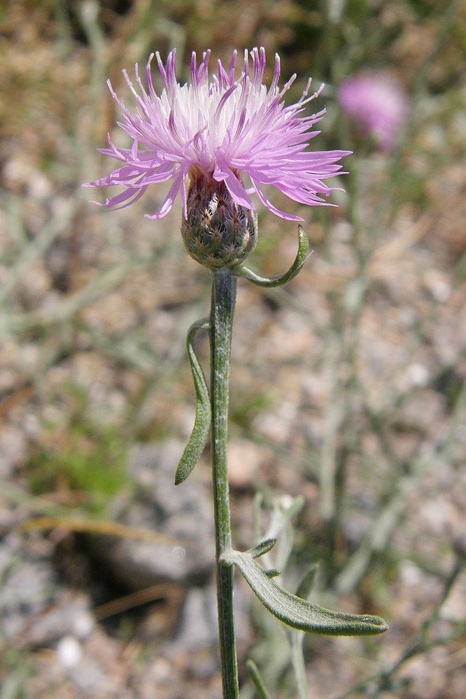 Image of Centaurea odessana specimen.