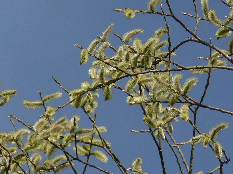 Изображение особи Salix udensis.