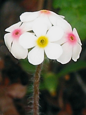 Изображение особи Androsace capitata.