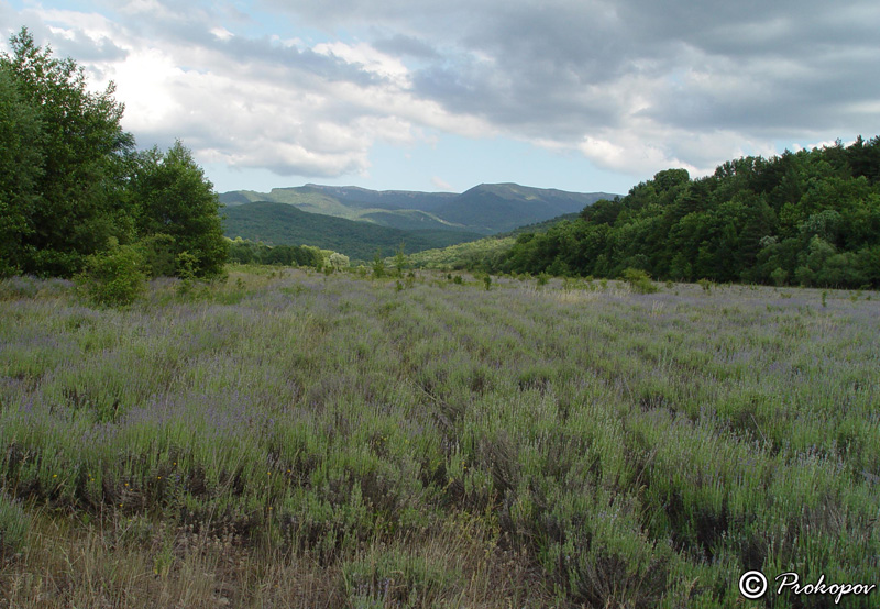 Изображение особи Lavandula angustifolia.