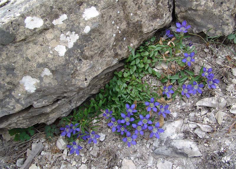 Image of Gentiana grossheimii specimen.