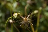 Cosmos bipinnatus