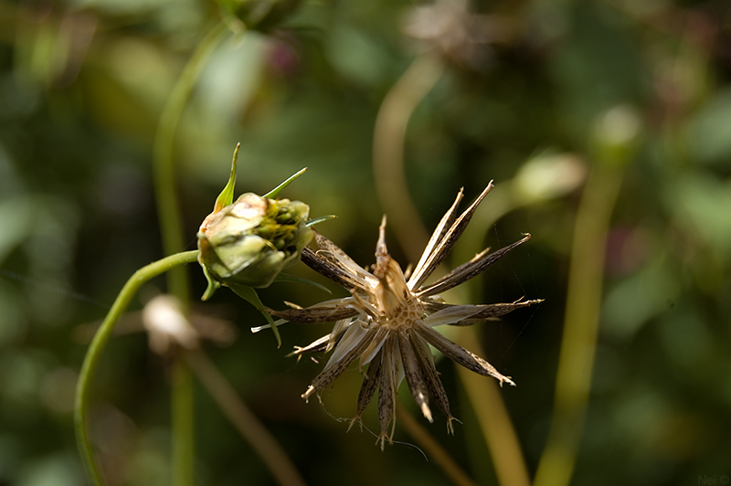 Image of Cosmos bipinnatus specimen.