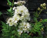 Sorbaria grandiflora. Верхушка цветущего растения. Иркутская обл., Бодайбинский р-н, долина р. Имнях. 04.07.2010.